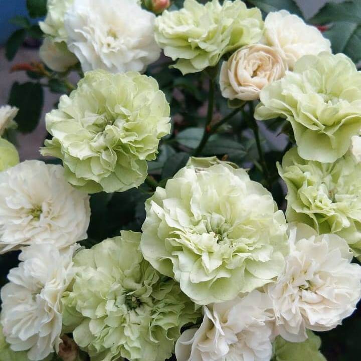 Green Ice Miniature Rose Seeds - Heirloom Flower Plant for Home Gardens