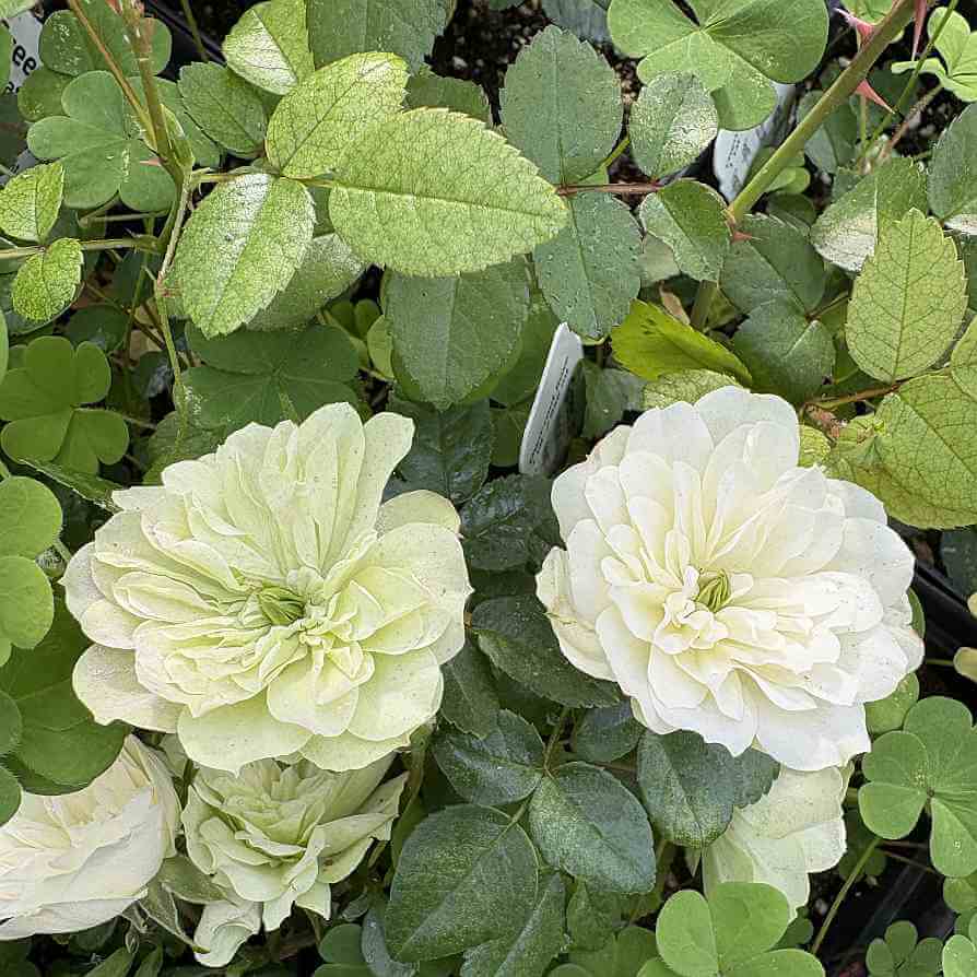 Green Ice Miniature Rose Seeds - Heirloom Flower Plant for Home Gardens