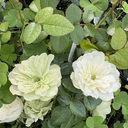 Green Ice Miniature Rose Seeds - Heirloom Flower Plant for Home Gardens