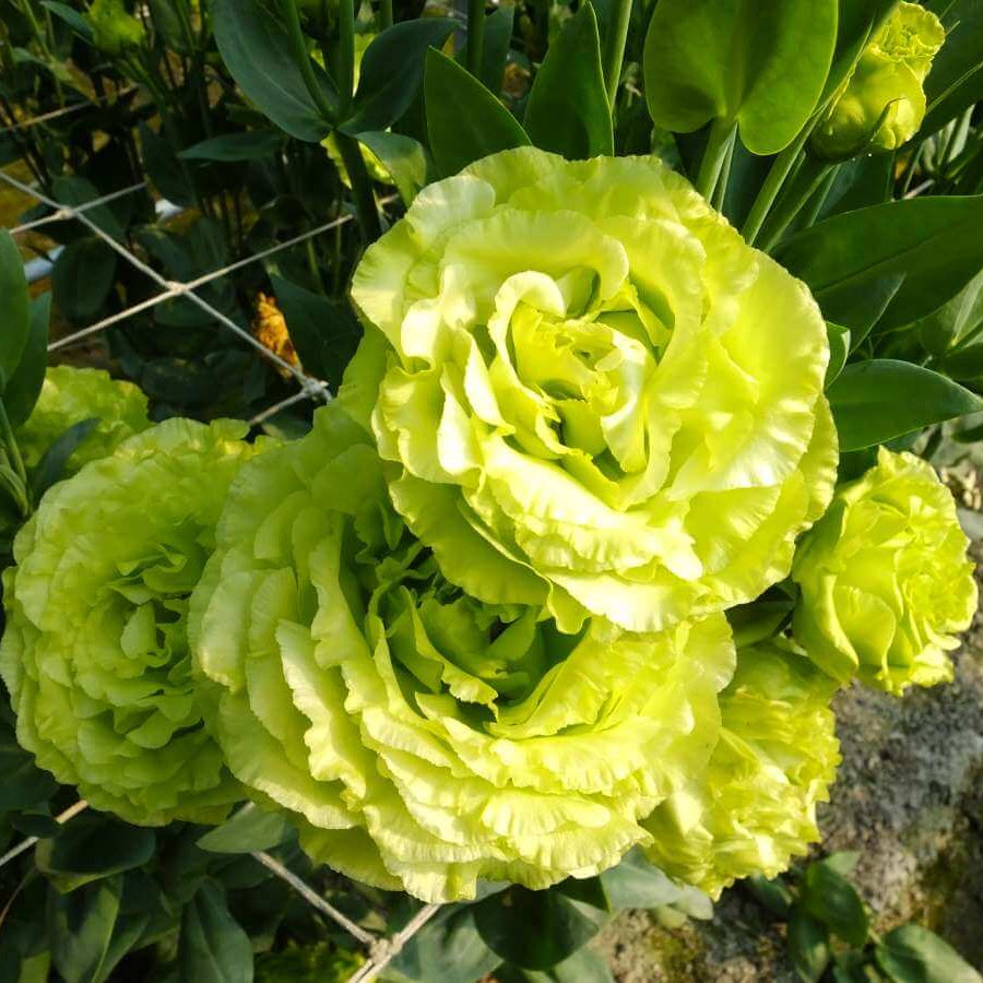 Green Ice Miniature Rose Seeds - Heirloom Flower Plant for Home Gardens