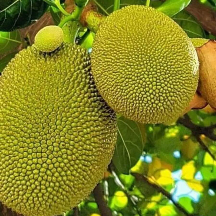 Green Jackfruit Seeds 