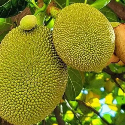Green Jackfruit Seeds 