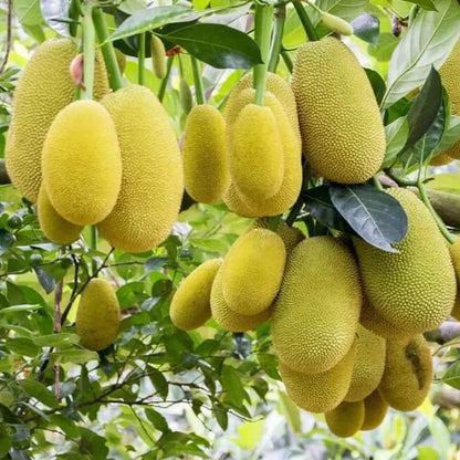 Green Jackfruit Seeds 