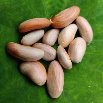 Green Jackfruit Seeds 