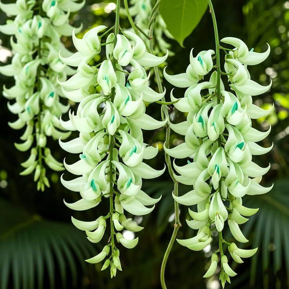 Green Jade Flower Seeds
