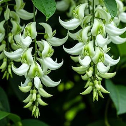 Green Jade Flower Seeds