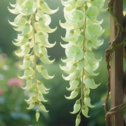 Green Jade Flower Seeds