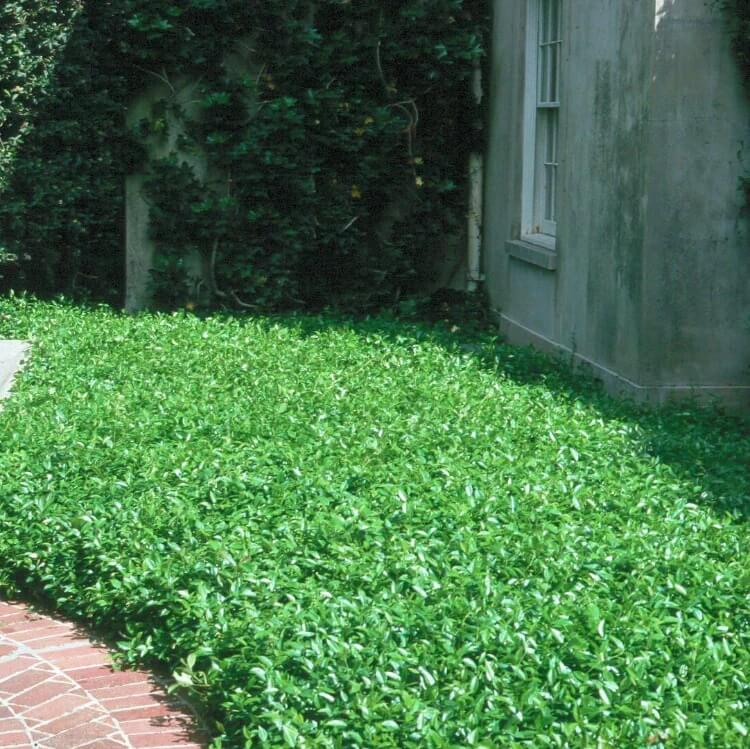 Green Lawn Cover seeds