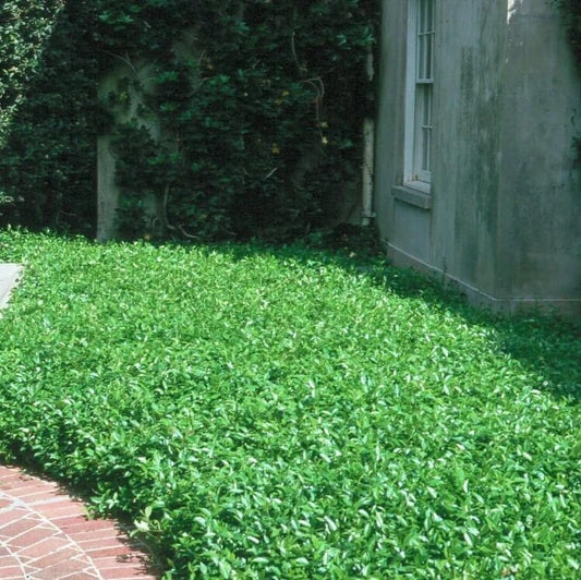 Green Lawn Cover seeds