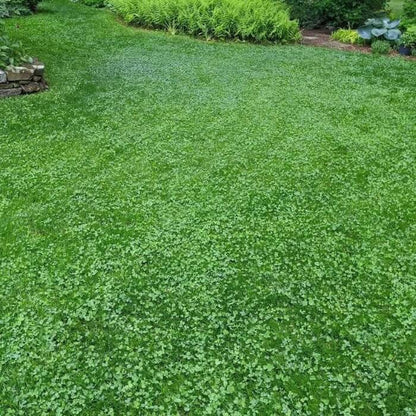 Green Lawn Cover seeds