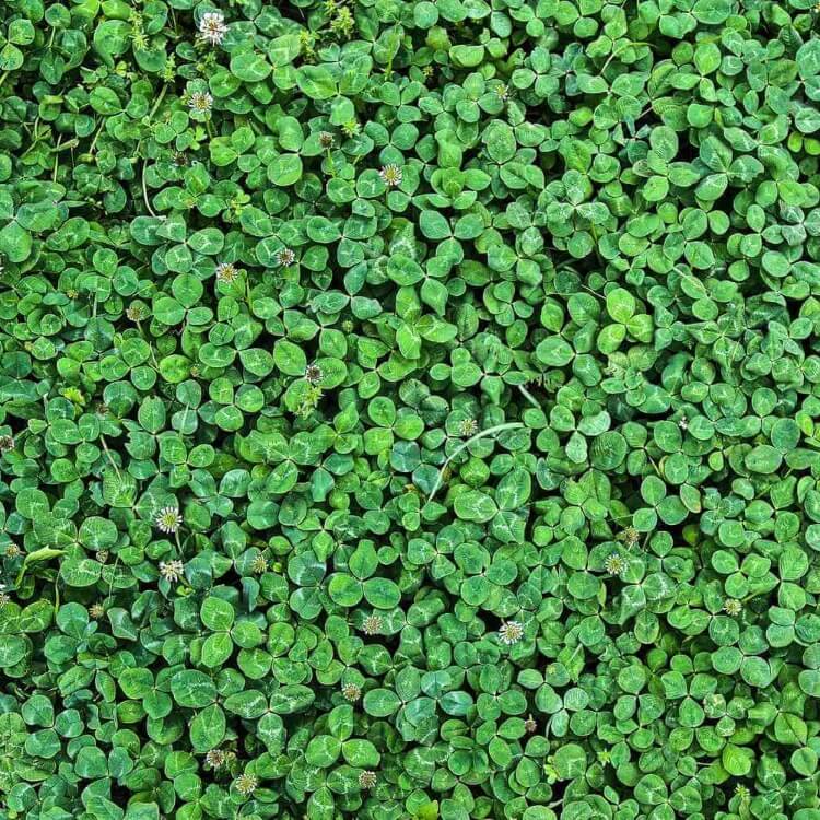 Green Lawn Cover seeds