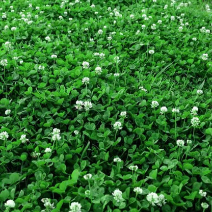 Green Lawn Cover seeds