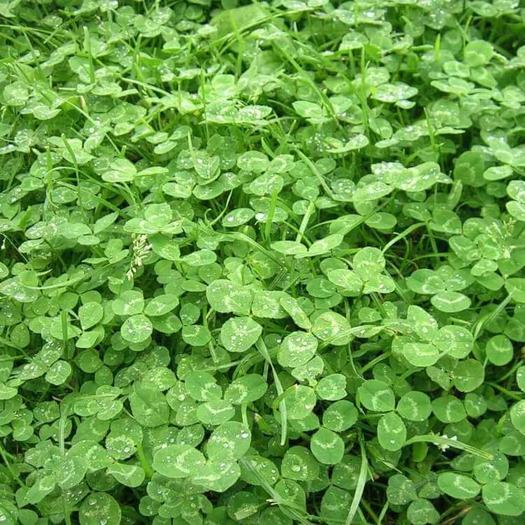 Green Lawn Cover seeds