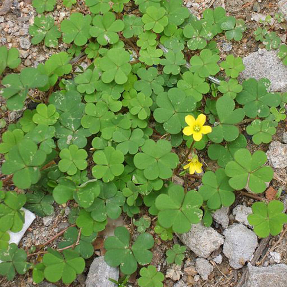 Green Leaf Clover Seeds - Flower Plant