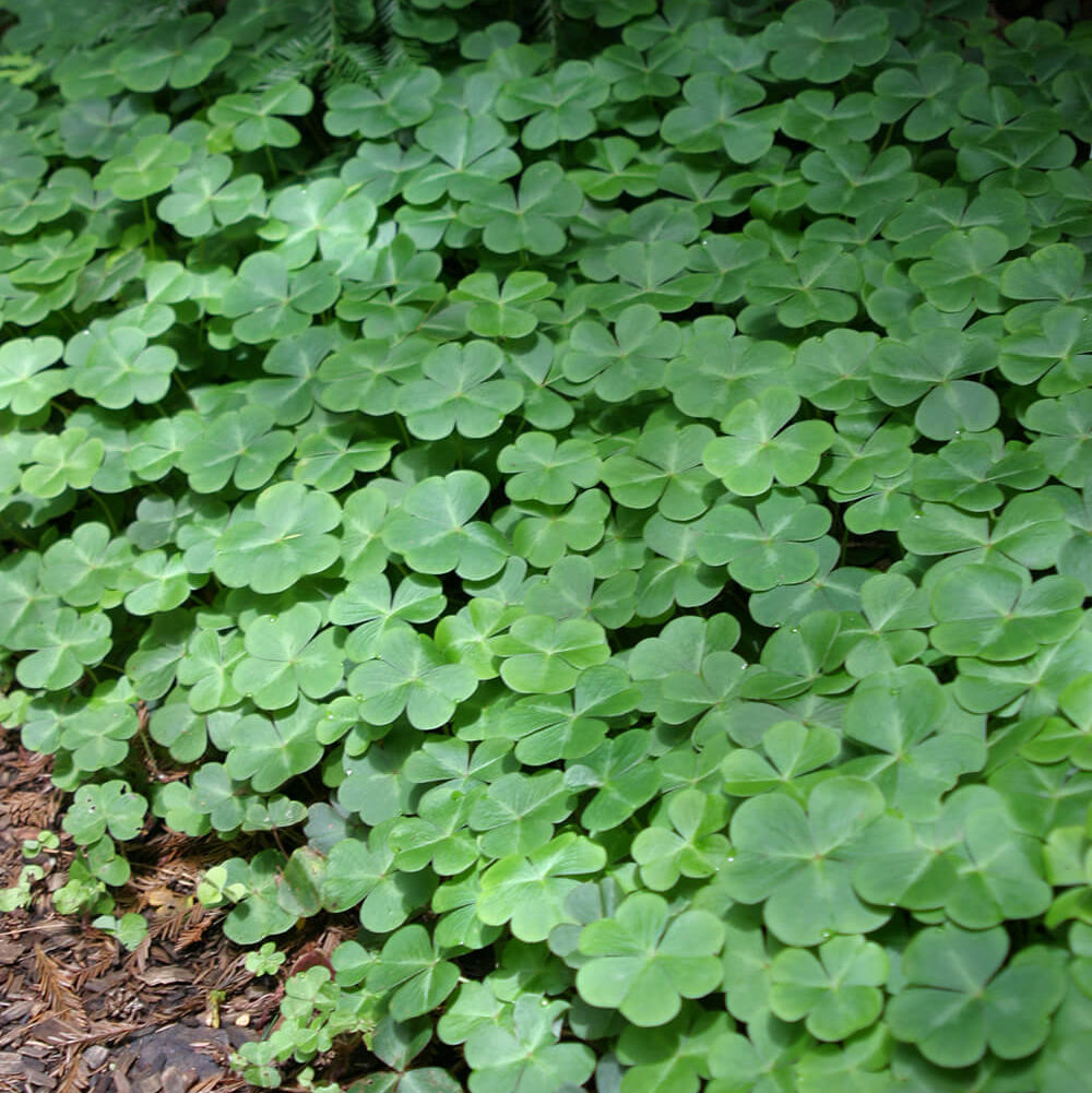 Green Leaf Clover Seeds - Flower Plant