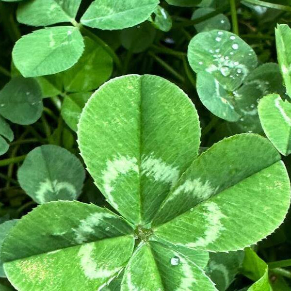 Green Leaf Clover Seeds - Flower Plant