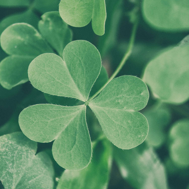 Green Leaf Clover Seeds - Flower Plant