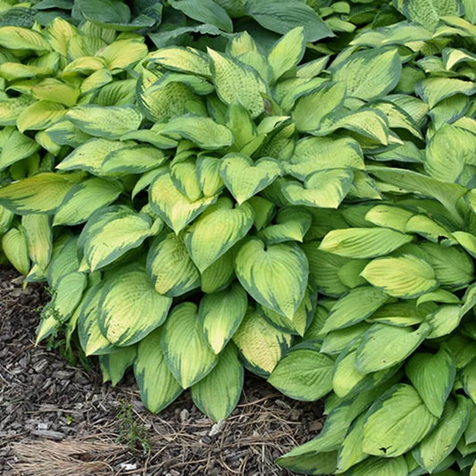 Green Leaf Hosta Seeds