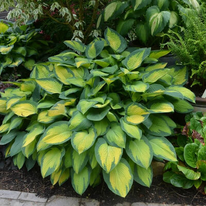 Green Leaf Hosta Seeds