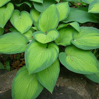 Green Leaf Hosta Seeds