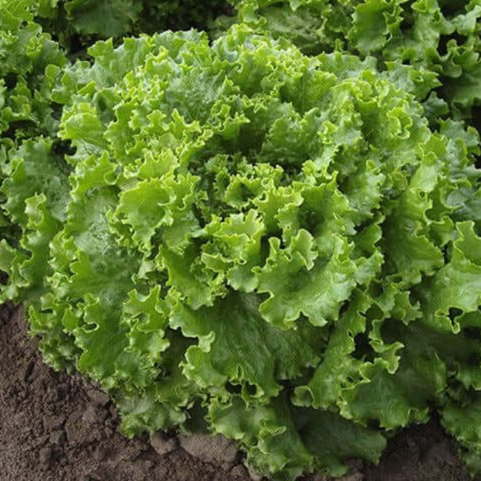 Green Leaf Lettuce seeds - Vegetable Plant