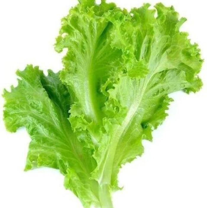 Green Leaf Lettuce seeds - Vegetable Plant