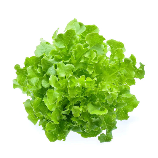 Green Leaf Lettuce seeds - Vegetable Plant