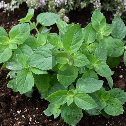 Green Lemon Mint Seeds - Herbal Plant