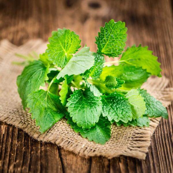 Green Lemon Mint Seeds - Herbal Plant