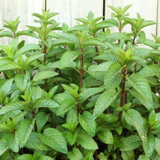 Green Lemon Mint Seeds - Herbal Plant