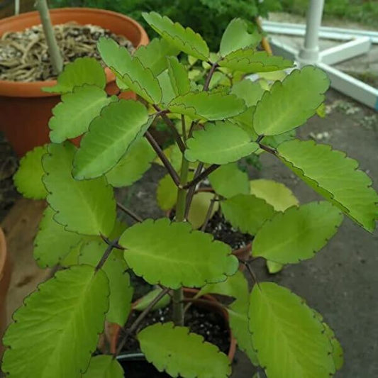 Green Life Plant seeds