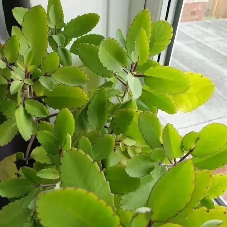 Green Life Plant seeds