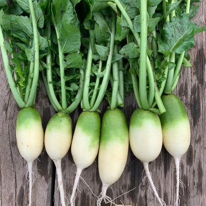 Green Luobo Radish Seeds