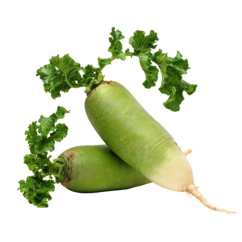 Green Luobo Radish Seeds