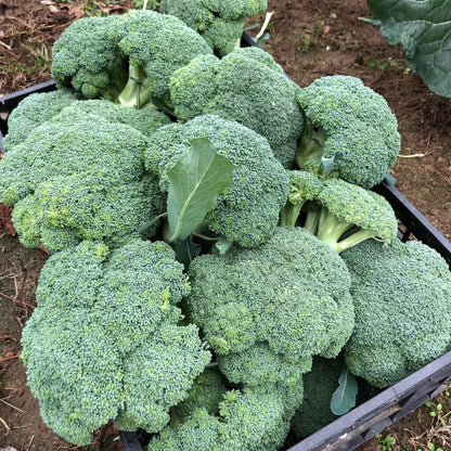 Green Magic Broccoli Seeds