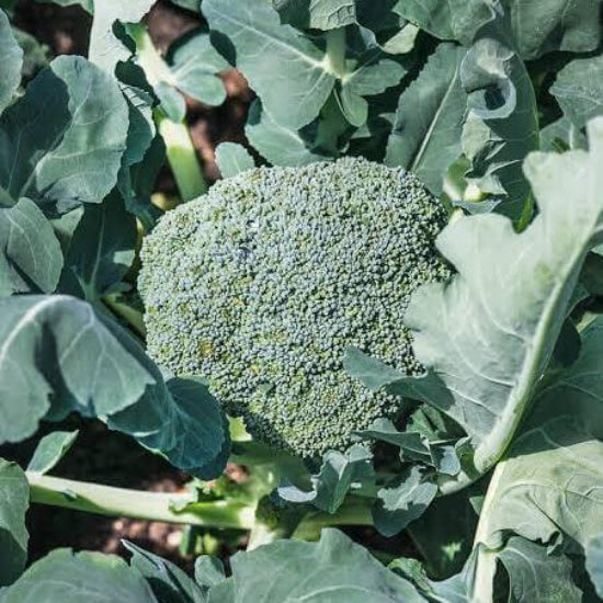 Green Magic Broccoli Seeds