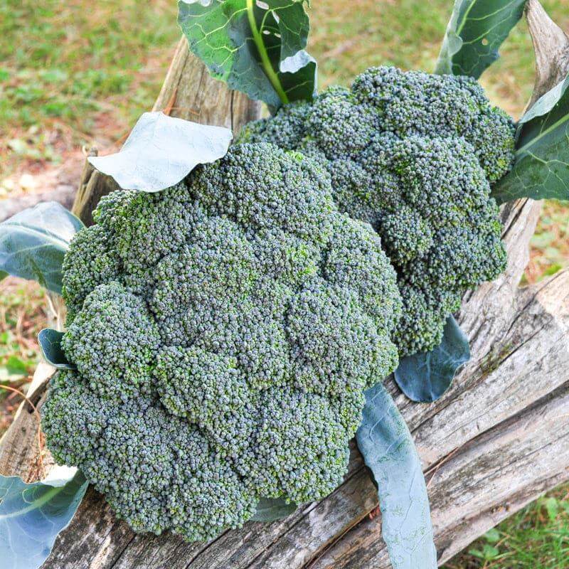 Green Magic Broccoli Seeds