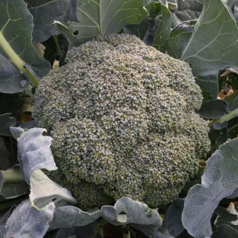 Green Magic Broccoli Seeds