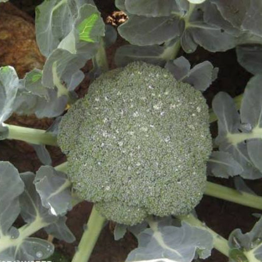 Green Magic Broccoli Seeds - Heirloom Vegetable Plant for Home Gardens