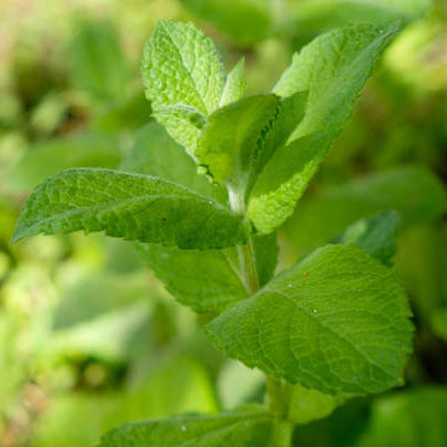 Green Mentha Arvensis Mint Seeds - Herbal Plant