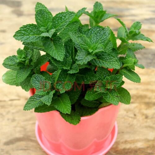 Green Mentha Arvensis Mint Seeds - Herbal Plant