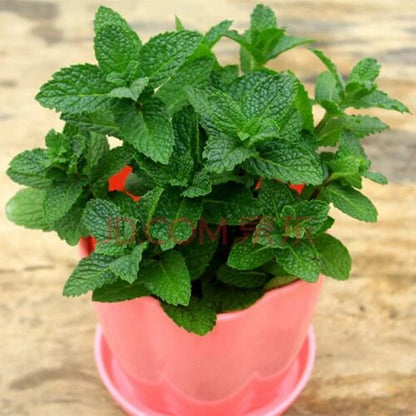 Green Mentha Arvensis Mint Seeds - Herbal Plant