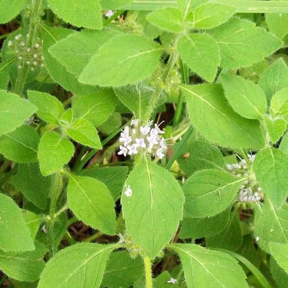 Green Mentha Arvensis Mint Seeds - Herbal Plant