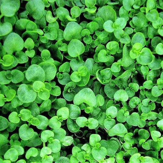 Green Mini Corsican Mint Seeds