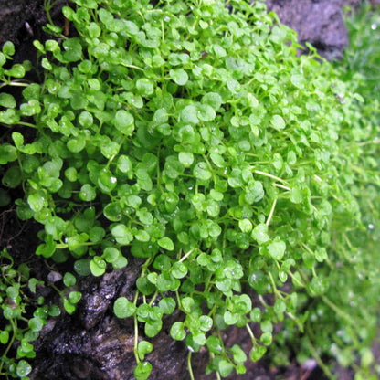 Green Mini Corsican Mint Seeds