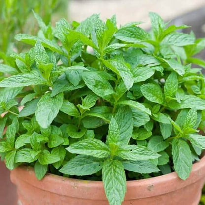 Green Mint Seeds - Herbal Plant