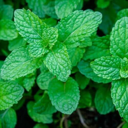 Green Mint Seeds - Herbal Plant