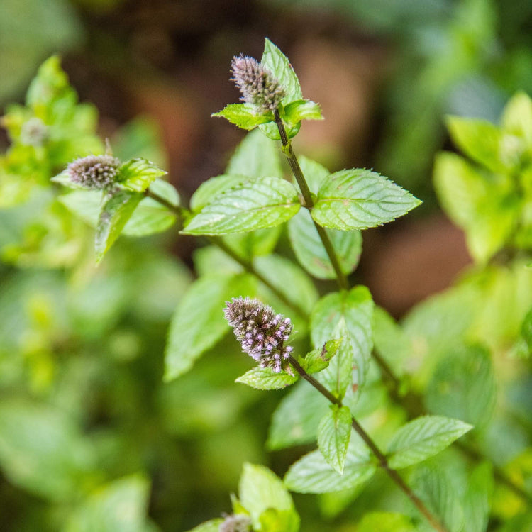 Green Mint Seeds - Herbal Plant