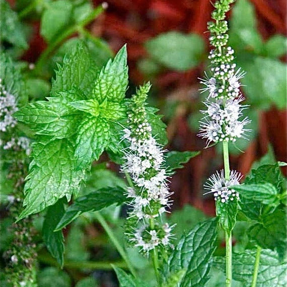 Green Mint Seeds - Herbal Plant