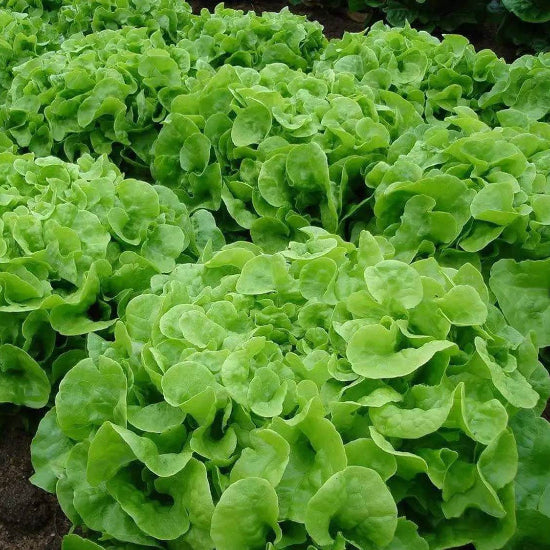 Green Oakleaf Lettuce Seeds